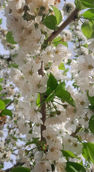Le cerisier se distingue par son rôle dans l'écosystème des pollinisateurs. MARIE-PIERRE TESSIER